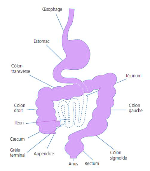 Localisation des maladies chroniques de l'intestin MICI